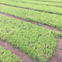 卧茎景天种植基地卧茎景天自产自销青州卧茎景天