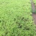 卧茎景天种植基地卧茎景天自产自销青州卧茎景天