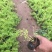 卧茎景天种植基地卧茎景天自产自销青州卧茎景天