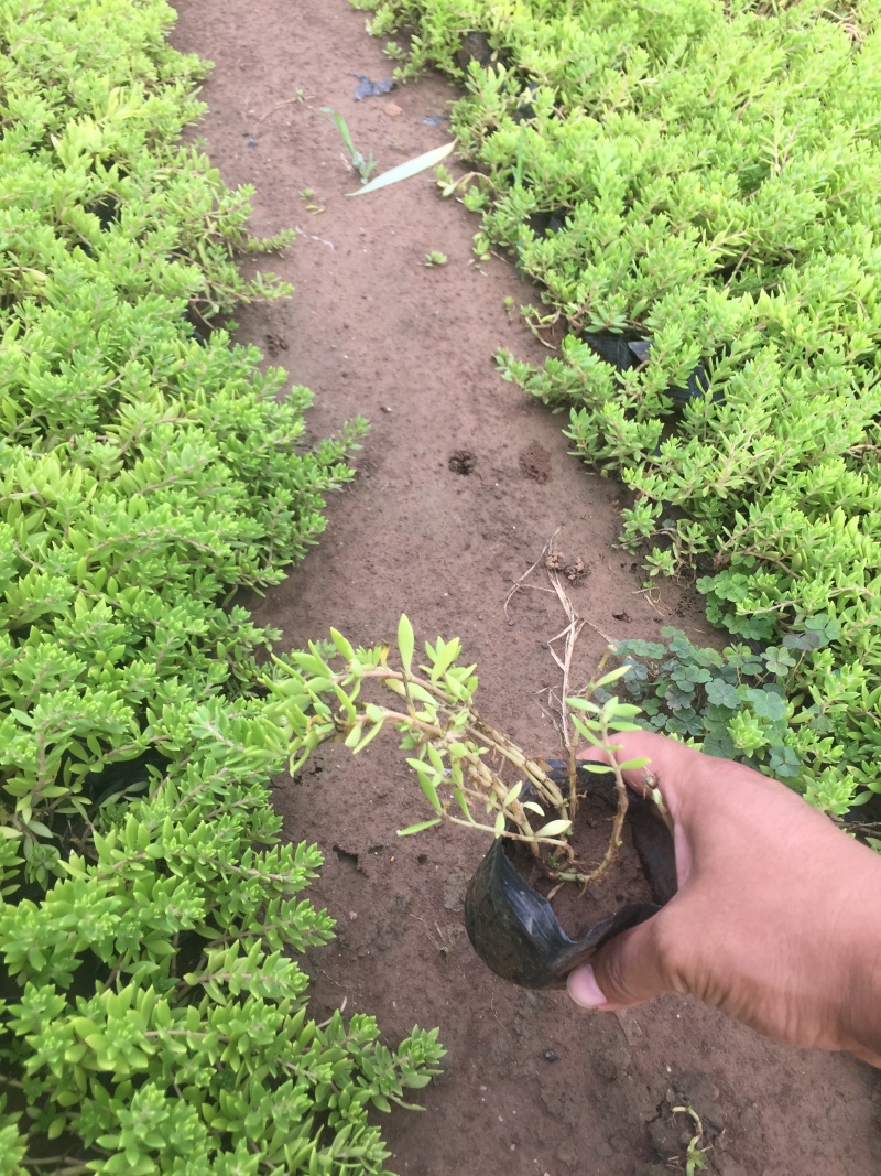 卧茎景天种植基地卧茎景天自产自销青州卧茎景天