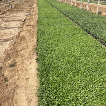 千屈菜种植基地千屈菜600万低价处理千屈菜