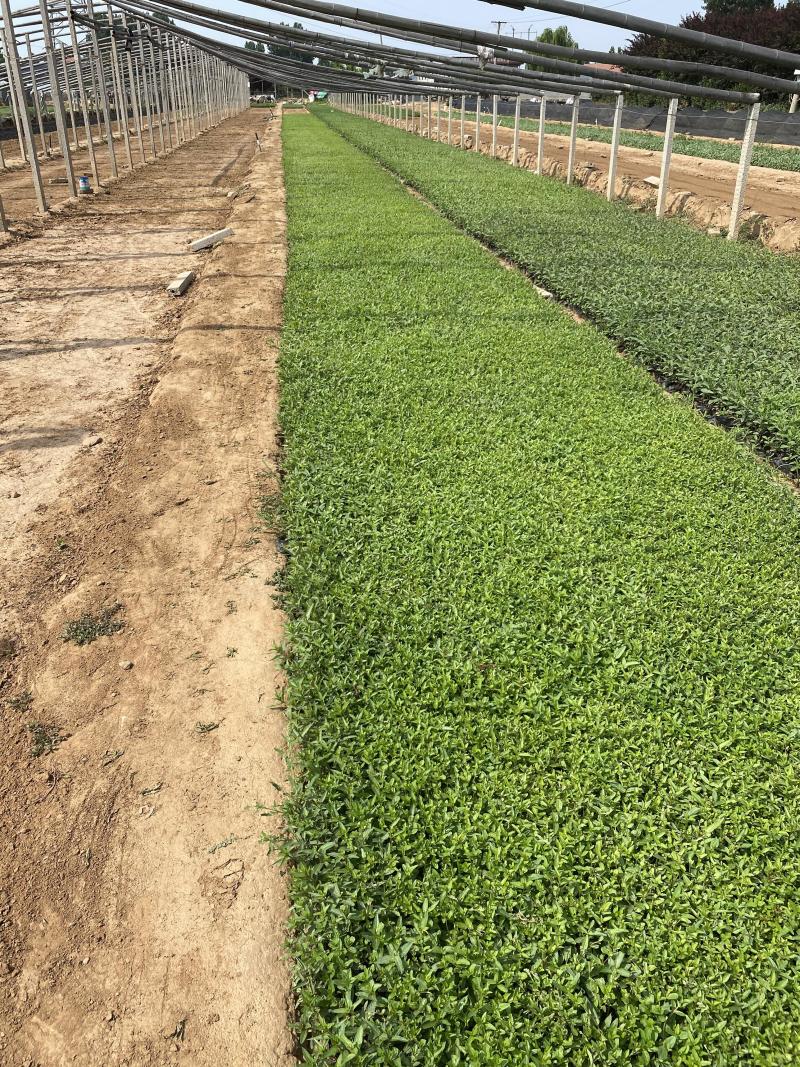 千屈菜种植基地千屈菜600万低价处理千屈菜