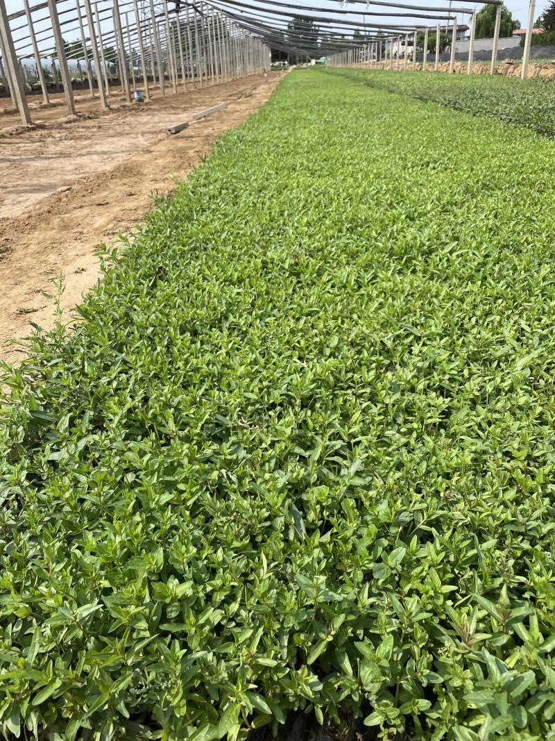 千屈菜种植基地千屈菜600万低价处理千屈菜