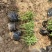 千屈菜种植基地千屈菜600万低价处理千屈菜