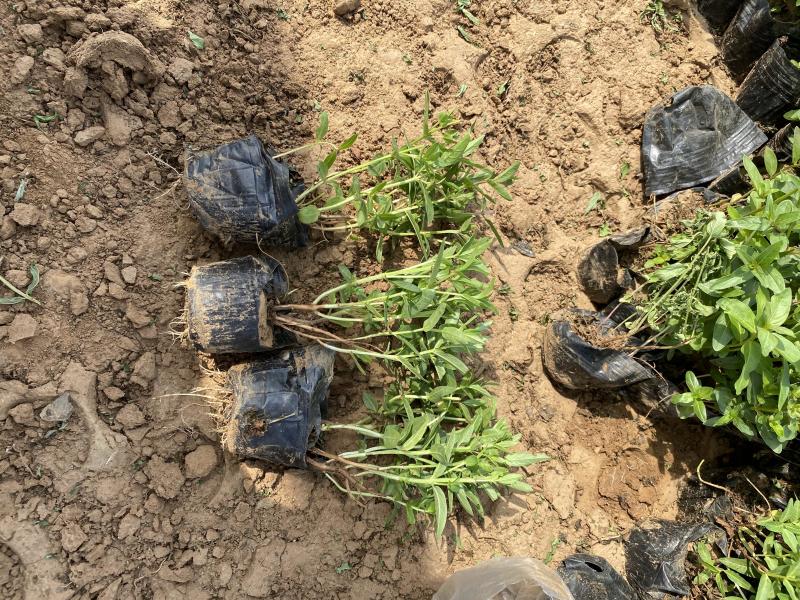 千屈菜种植基地千屈菜600万低价处理千屈菜