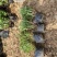 千屈菜种植基地千屈菜600万低价处理千屈菜