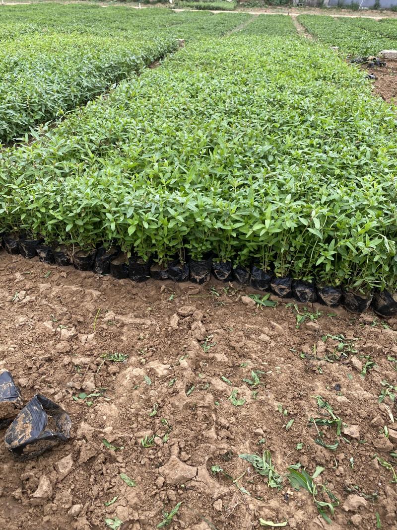千屈菜种植基地千屈菜600万低价处理千屈菜