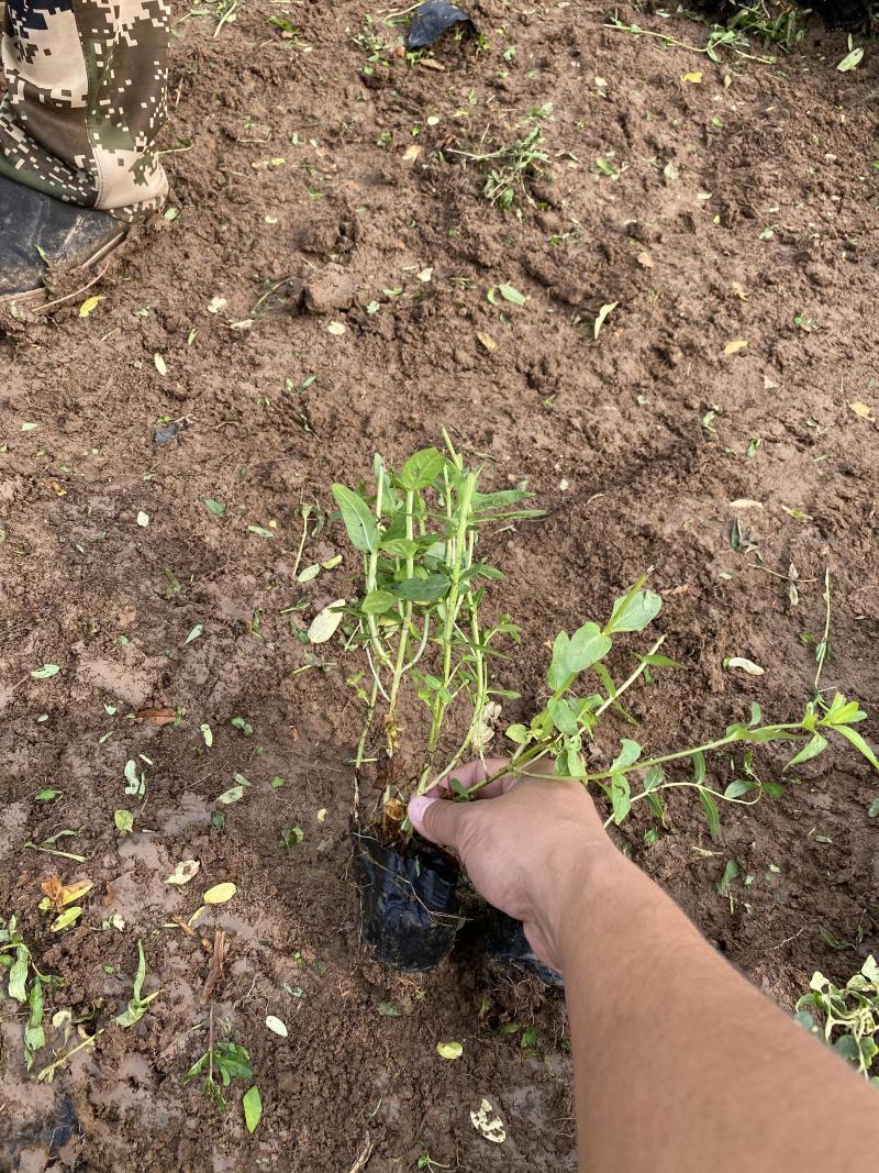 千屈菜种植基地千屈菜600万低价处理千屈菜
