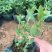 千屈菜种植基地千屈菜600万低价处理千屈菜