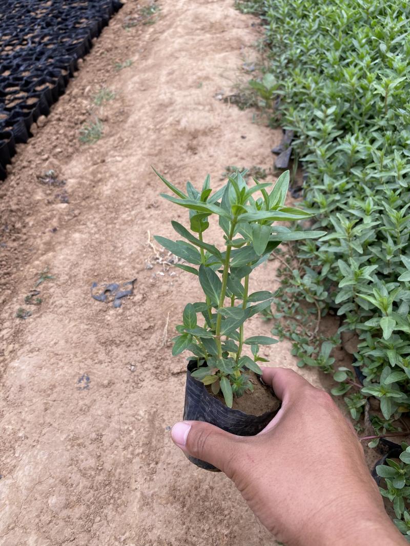 千屈菜种植基地千屈菜600万低价处理千屈菜