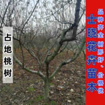 桃树，三至十二公分精品工程用、占地用丰果期成品桃树