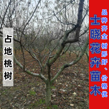 桃树，三至十二公分精品工程用、占地用丰果期成品桃树