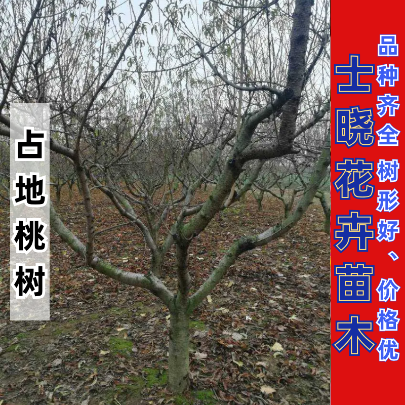 桃树，三至十二公分精品工程用、占地用丰果期成品桃树