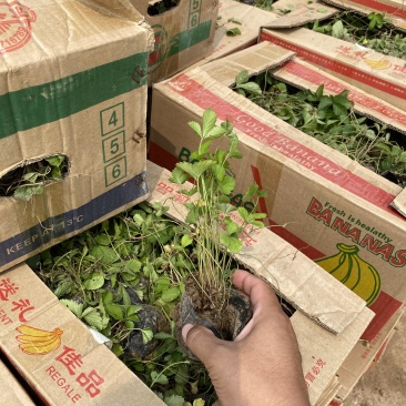 蛇莓种植基地800万蛇莓低价处理蛇莓批发