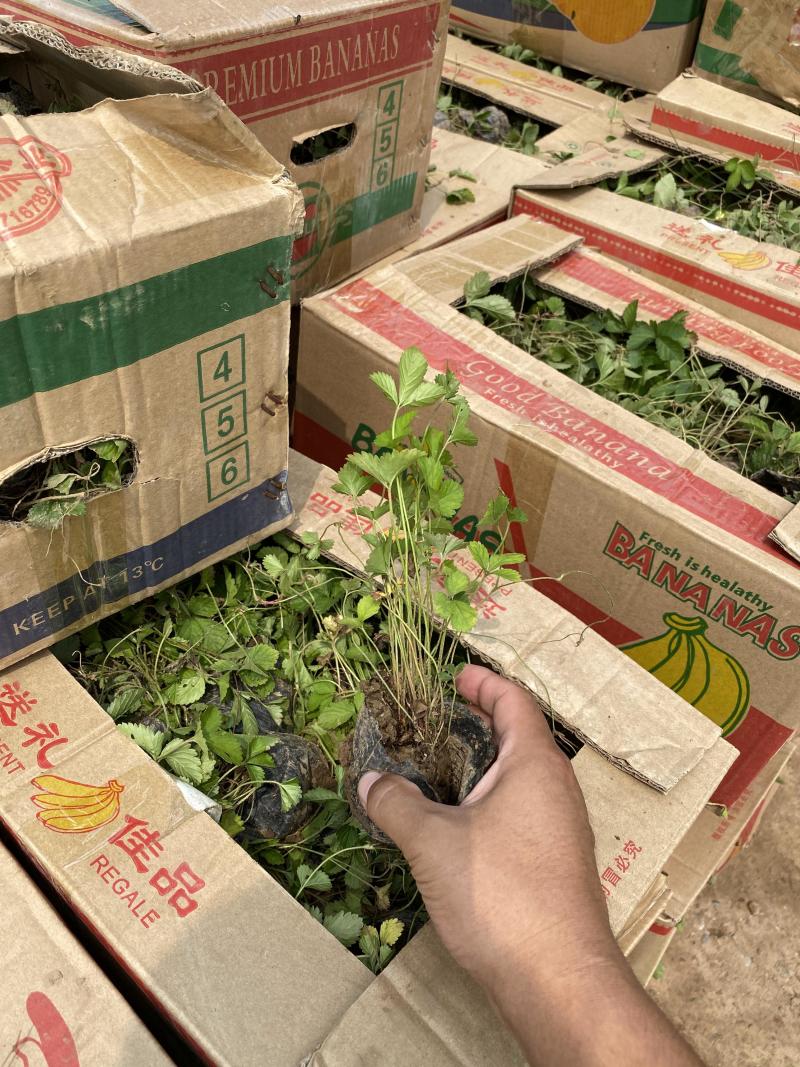 蛇莓种植基地800万蛇莓低价处理蛇莓批发