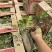蛇莓种植基地800万蛇莓低价处理蛇莓批发