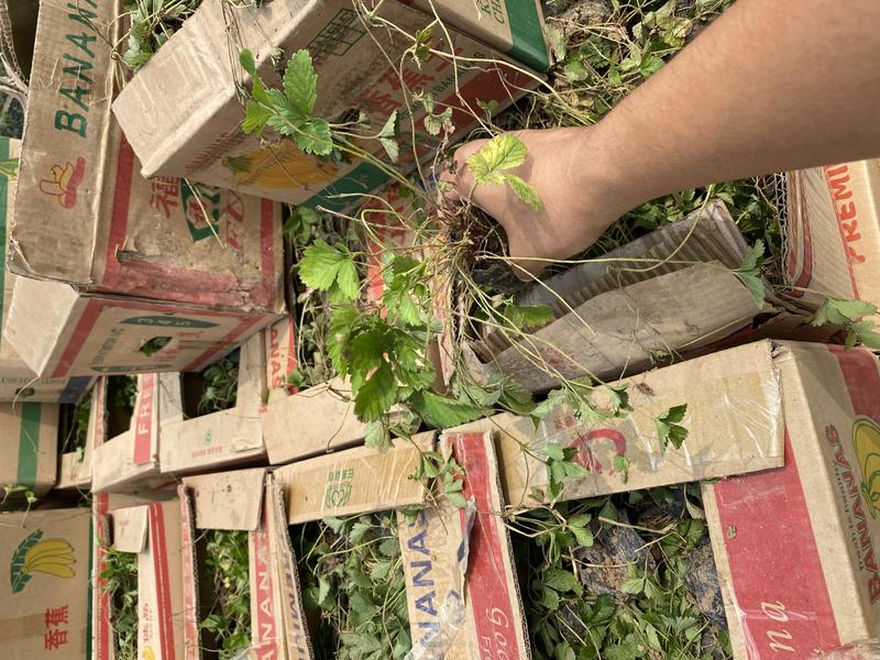 蛇莓种植基地800万蛇莓低价处理蛇莓批发