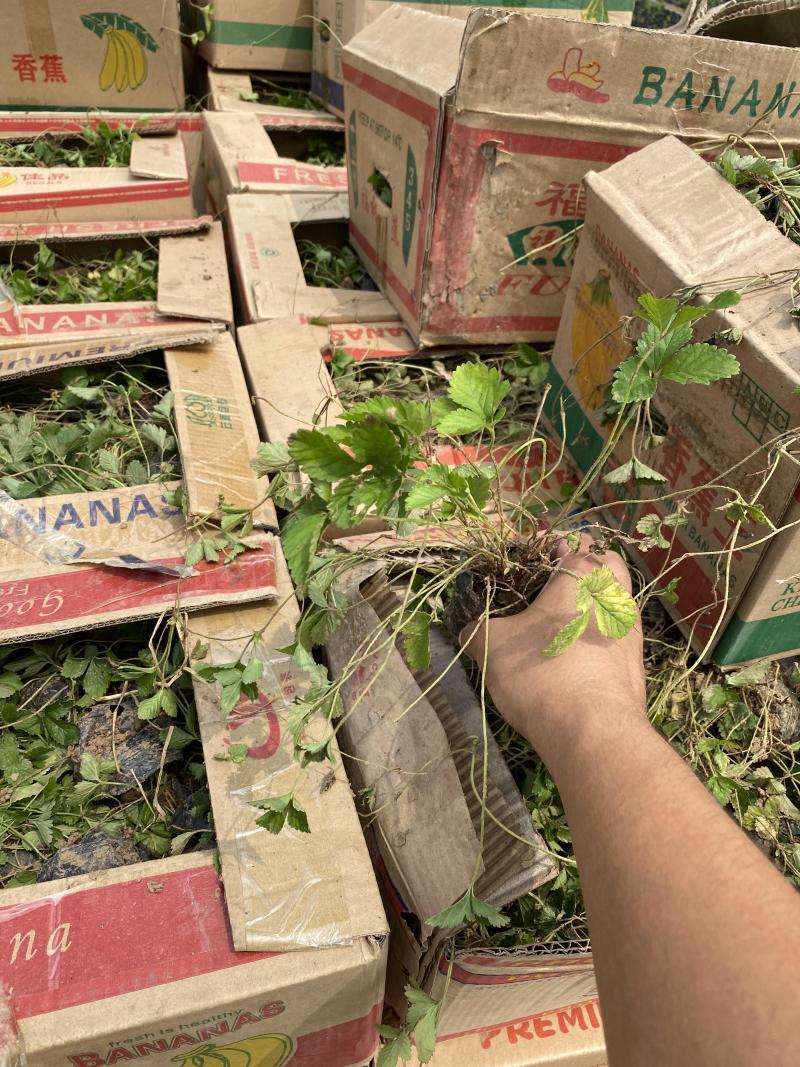 蛇莓种植基地800万蛇莓低价处理蛇莓批发
