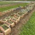 蛇莓种植基地800万蛇莓低价处理蛇莓批发