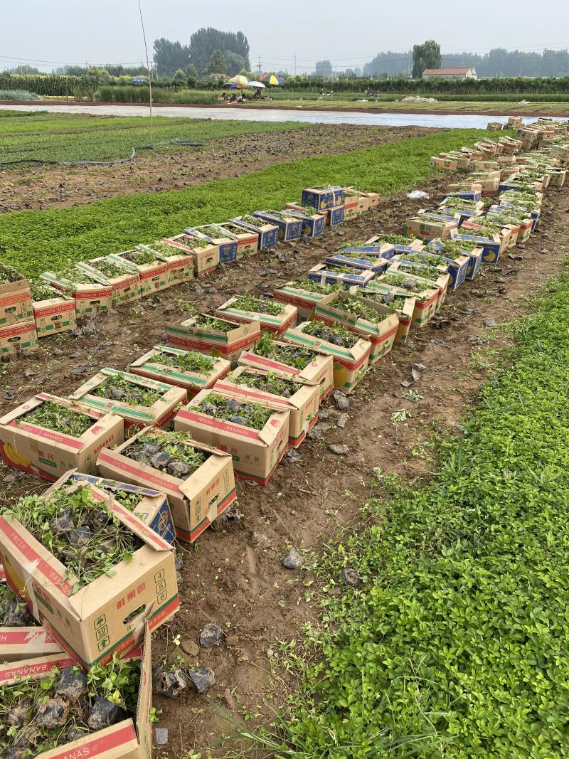 蛇莓种植基地800万蛇莓低价处理蛇莓批发