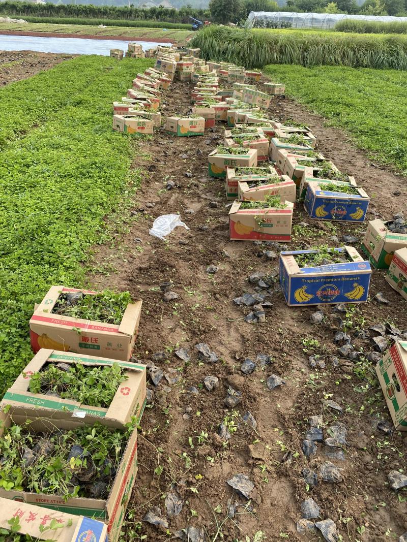 蛇莓种植基地800万蛇莓低价处理蛇莓批发