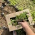 蛇莓种植基地800万蛇莓低价处理蛇莓批发