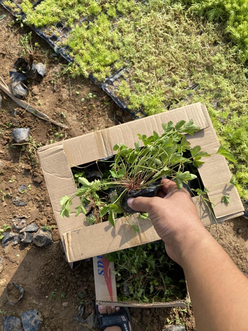 蛇莓种植基地800万蛇莓低价处理蛇莓批发