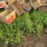 蛇莓种植基地800万蛇莓低价处理蛇莓批发