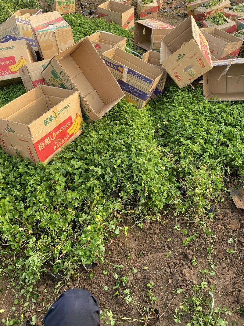 蛇莓种植基地800万蛇莓低价处理蛇莓批发