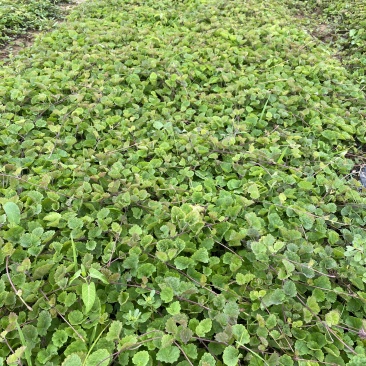 连钱草自产自销连钱草种植基地连钱草批发价格