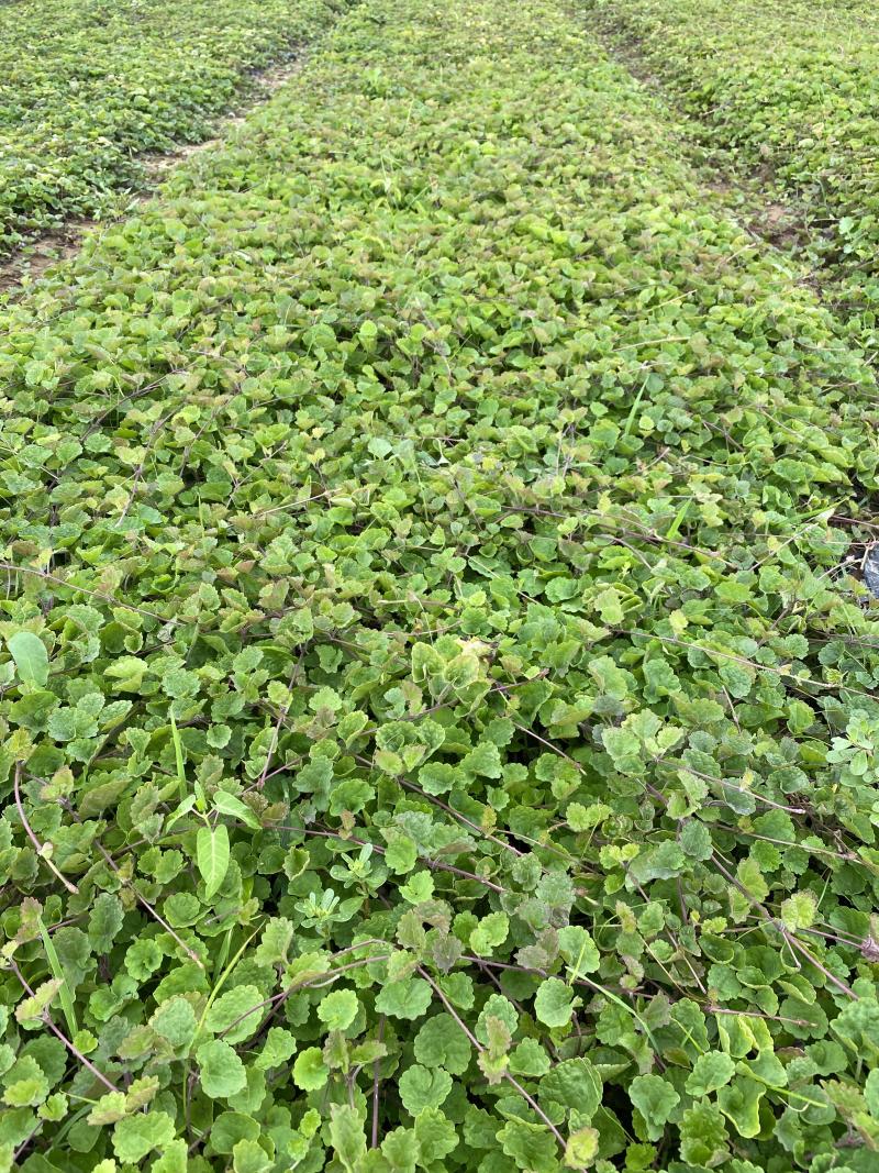 连钱草自产自销连钱草种植基地连钱草批发价格