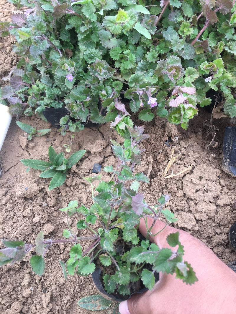 连钱草自产自销连钱草种植基地连钱草批发价格