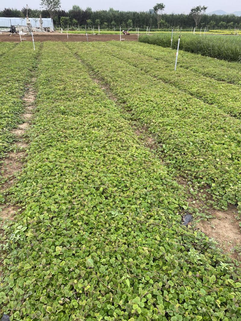 连钱草自产自销连钱草种植基地连钱草批发价格