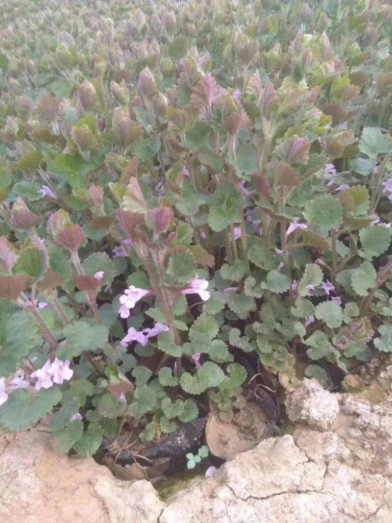 连钱草自产自销连钱草种植基地连钱草批发价格