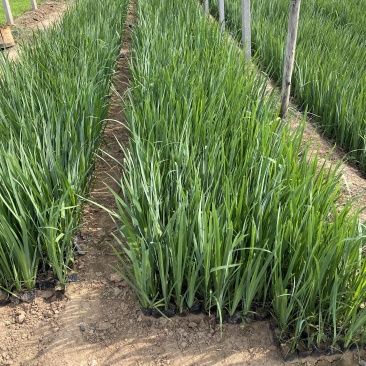 黄菖蒲种植基地800万黄菖蒲低价处理花菖蒲批发
