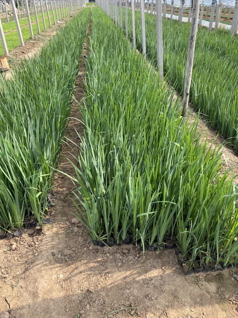 黄菖蒲种植基地800万黄菖蒲低价处理花菖蒲批发