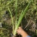 黄菖蒲种植基地800万黄菖蒲低价处理花菖蒲批发