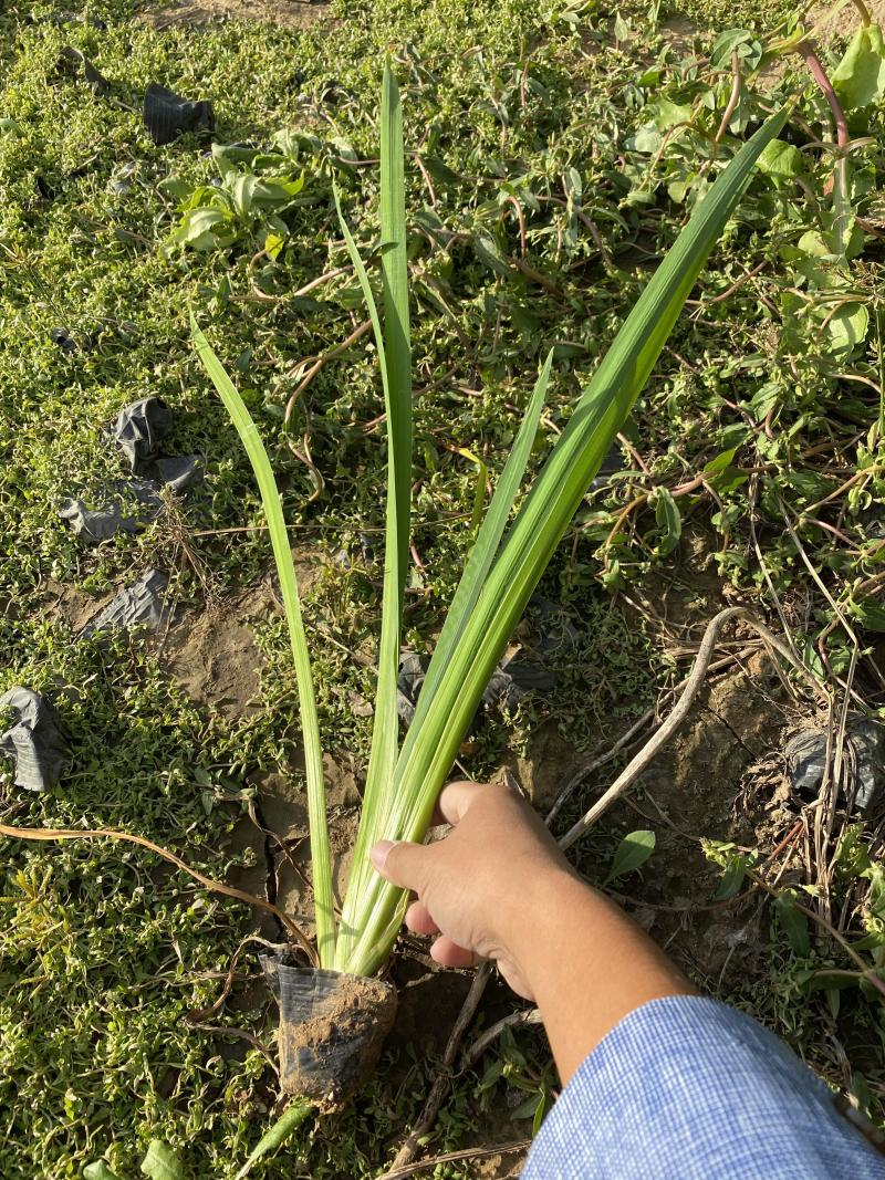 黄菖蒲种植基地800万黄菖蒲低价处理花菖蒲批发