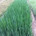 黄菖蒲种植基地800万黄菖蒲低价处理花菖蒲批发