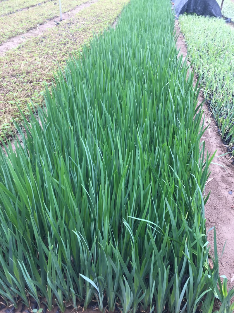 黄菖蒲种植基地800万黄菖蒲低价处理花菖蒲批发