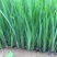 黄菖蒲种植基地800万黄菖蒲低价处理花菖蒲批发