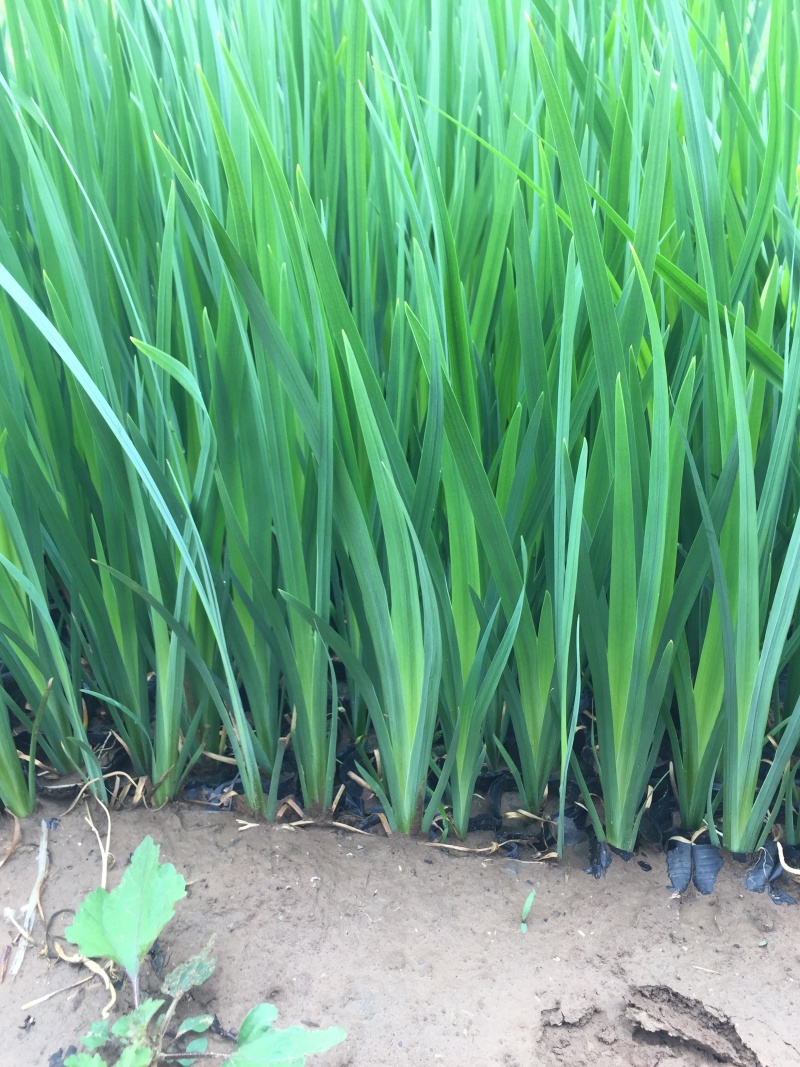 黄菖蒲种植基地800万黄菖蒲低价处理花菖蒲批发