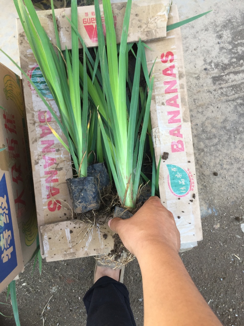 黄菖蒲种植基地800万黄菖蒲低价处理花菖蒲批发