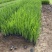 黄菖蒲种植基地800万黄菖蒲低价处理花菖蒲批发