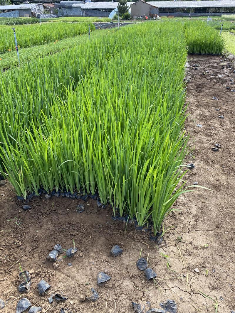 黄菖蒲种植基地800万黄菖蒲低价处理花菖蒲批发