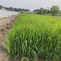 水生鸢尾自产自销800万水生鸢尾低价处理