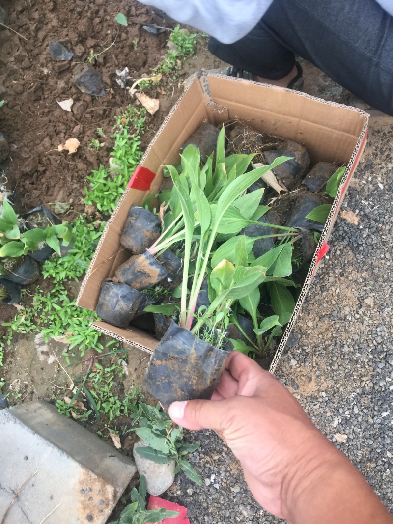 紫玉簪自产自销紫玉簪600万低价处理紫玉簪低价处理