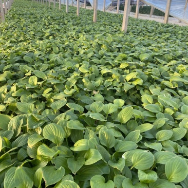 白玉簪种植基地白玉簪自产自销白玉簪60万处理