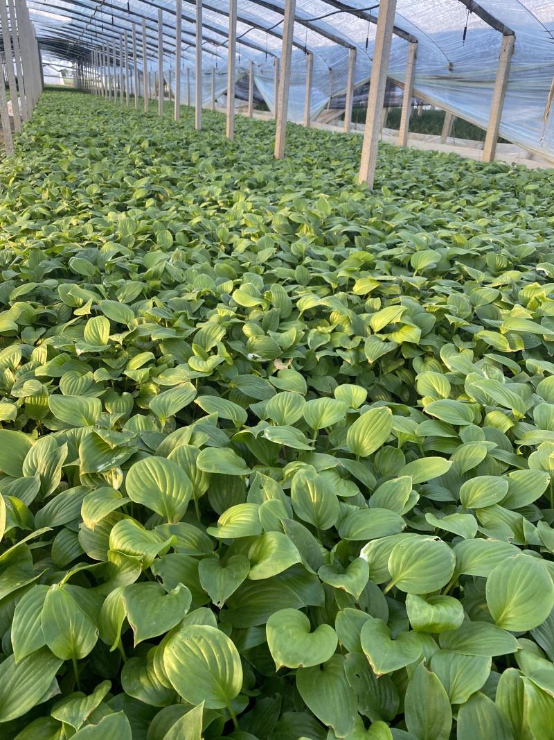 白玉簪种植基地白玉簪自产自销白玉簪60万处理