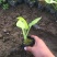 白玉簪种植基地白玉簪自产自销白玉簪60万处理